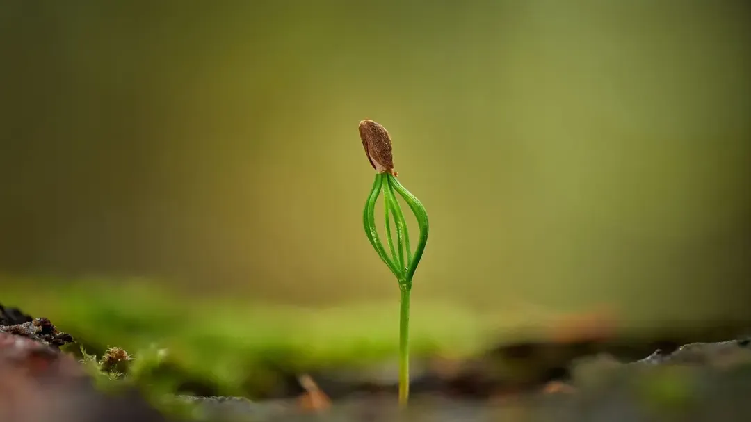 Gravity_Gardens_684c55e8e1